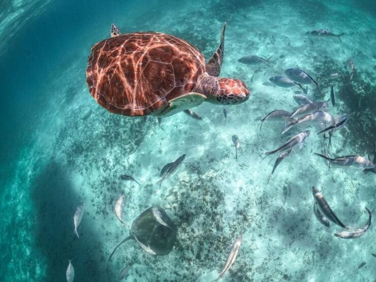 Riviera Maya: Turtles Encounter Akumal Bay Half a Day Tour - Good To Know