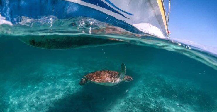 Riviera Maya: Turtles Encounter Akumal Bay Half a Day Tour - Experience and Activities
