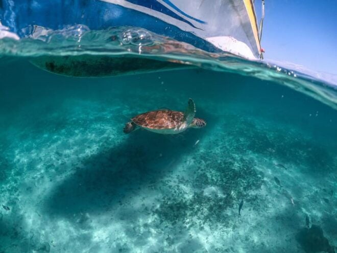 Riviera Maya: Turtles Encounter Akumal Bay Half a Day Tour - Transportation and Meeting Points
