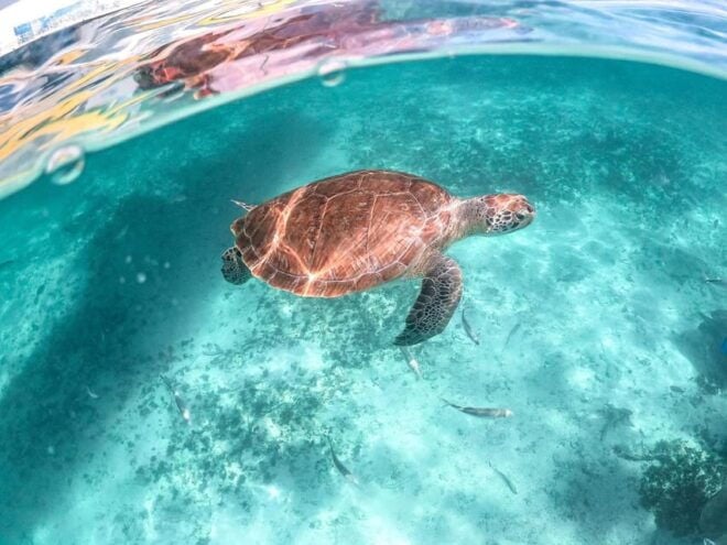 Riviera Maya: Turtles Encounter Akumal Bay Half a Day Tour - Important Information