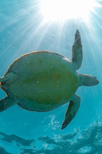 Riviera Maya: Turtles Encounter Akumal Bay Half a Day Tour - Exploring Riviera Mayas Beaches