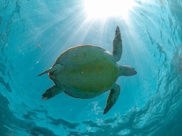 Riviera Maya: Turtles Encounter Akumal Bay Half a Day Tour - Frequently Asked Questions