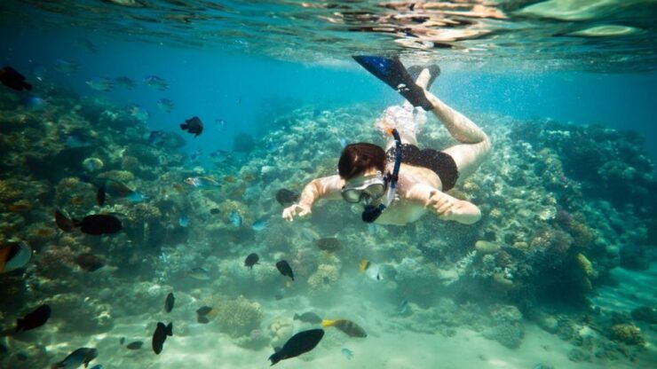Riviera Maya: Two-Reef Snorkeling Experience - Snorkeling Experience