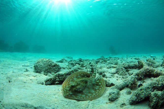 Riviera Maya Ultimate Adventure ATV's Snorkeling & Zip Lines - A Closer Look at the Experience