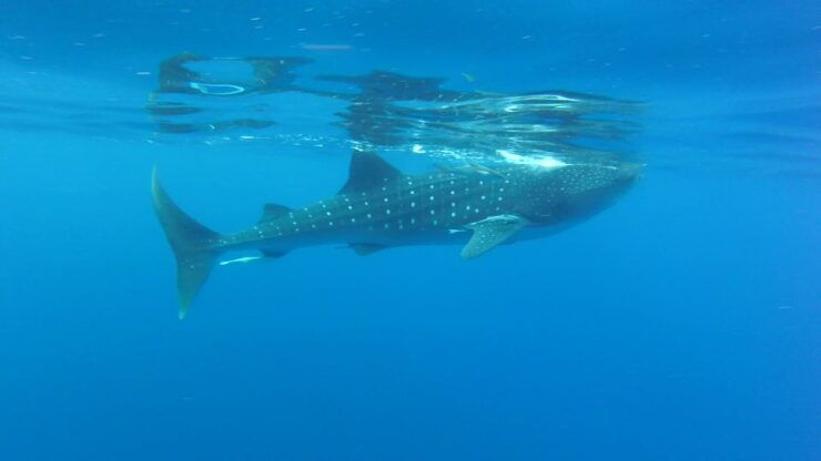 Riviera Maya: Whale Shark Tour - Tour Duration and Age Requirement