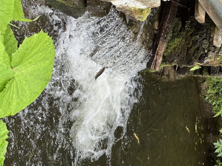 Rize: Ayder Highland Village & Tea Tasting Private Day Trip - Activity Duration and Guide Expertise