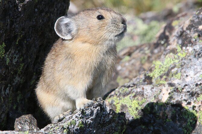 RMNP: Bear Lake Corridor Tour - Who Will Love This Tour?