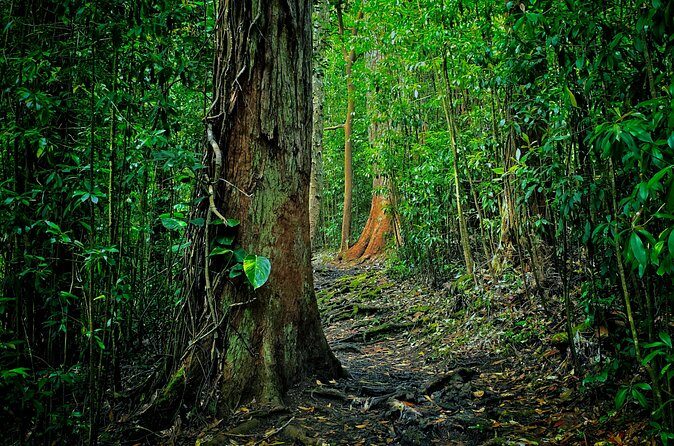 Road to Hana Halfway Tour - What’s Included and What to Consider