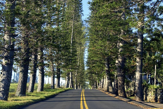 Road to Hana - Most Recommended Tour on Maui - Traveler Tips and Reviews