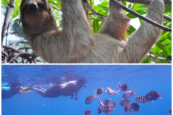 Roatan Drift Snorkel and Monkey/Sloth Sanctuary Tour - Inclusions