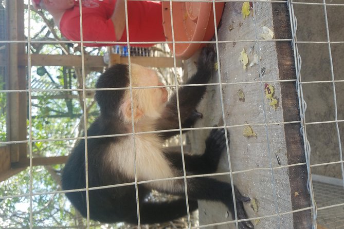 Roatan Excursion: Beach Break/ Plus Sloth Park and Snorkel Adventure - Pickup and Drop-off Information
