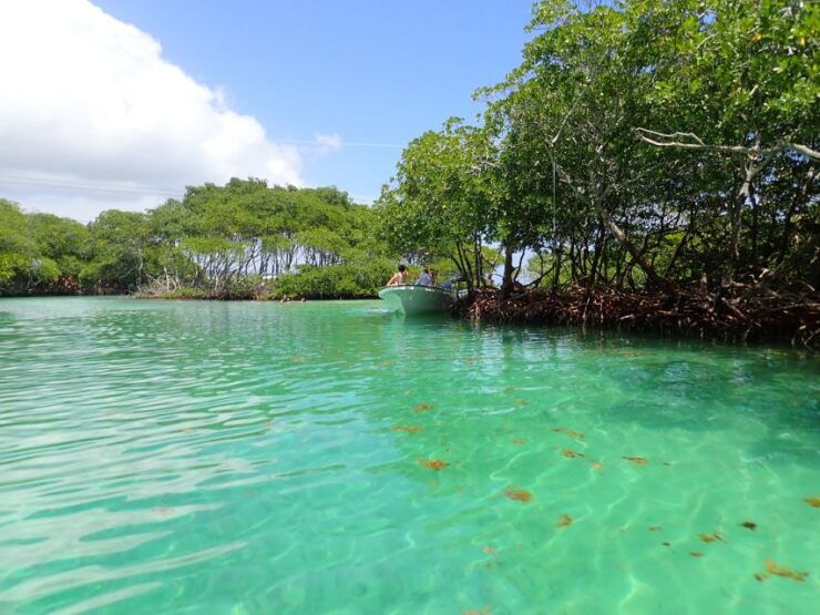 Roatan: Mangrove Tunnel Tour With Snorkeling - Experience Highlights