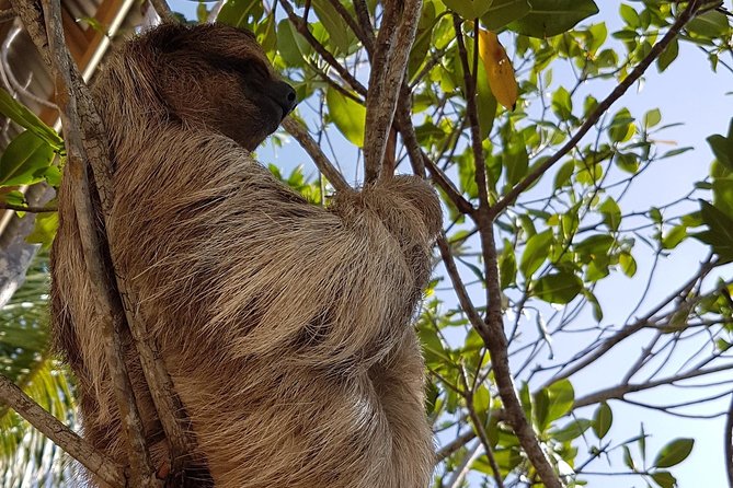 Roatan Shore Excursion: Monkeys, Sloths, and Snorkel Adventure - Tour Details and Highlights