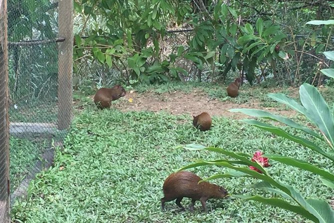 Roatan Shore Excursion: Monkeys, Sloths, and Snorkel Adventure - Cancellation Policy