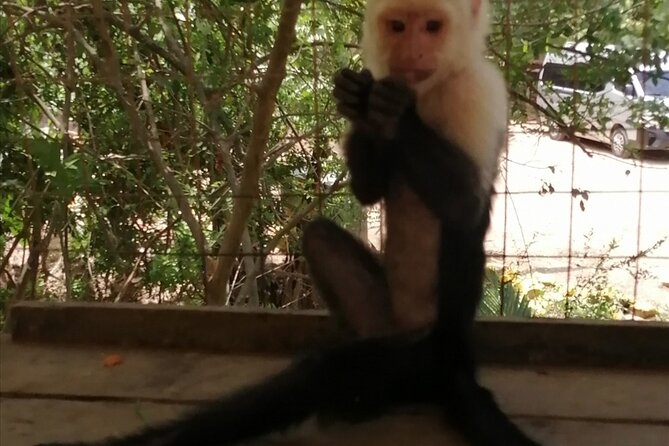 Roatan Sloth & Monkeys Animal Park , Chocolate Rum Cake Factory - Transportation and Comfort Highlights