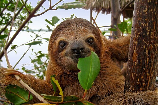 Roatan Sloth & Monkeys Animal Park , Chocolate Rum Cake Factory - Inclusions for a Seamless Experience