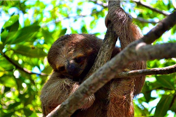 Roatan Sun & Fun Custom Private Island Tour - Accessibility and Transportation