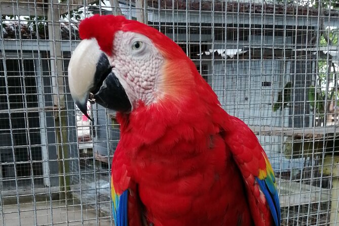 Roatan Zipline Adventure, Sloths & Monkeys,Chocolate Factory Tour - Tour Overview