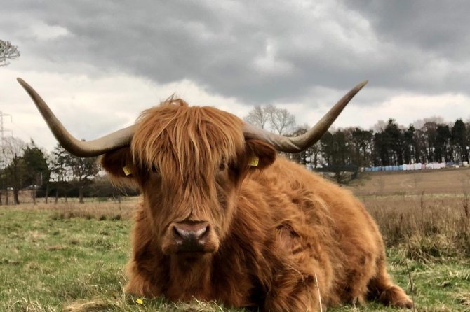 Rob Roy,Mary Queen Of Scots,Castles,Highlands,Lochs,Trossachs,Whisky! - Exploring Trossachs