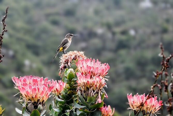 Robben Island, Table Mountain and Kirstenbosch From Cape Town - Traveler Experience and Attractions