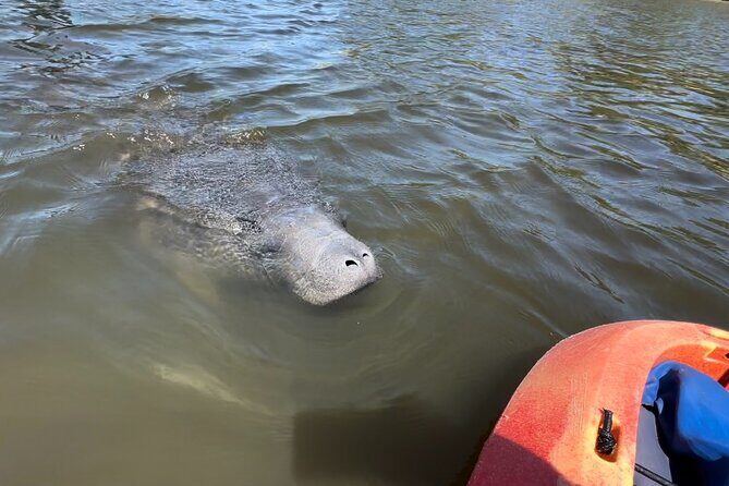 Robinson Preserve Mangrove Tour - FAQ
