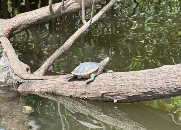 Robinson Preserve Mangrove Tour - The Sum Up
