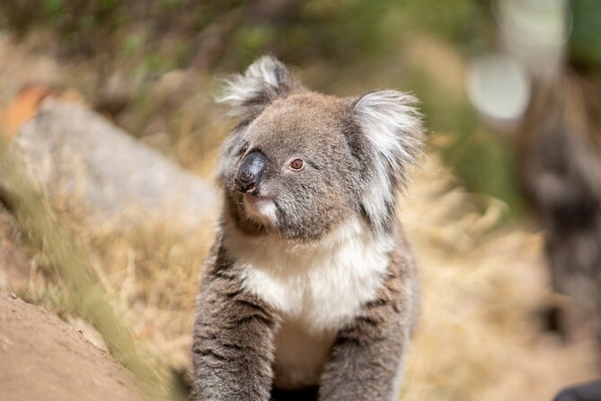 Rock Climb and Abseil - Morialta National Park - Activity Overview and Experience