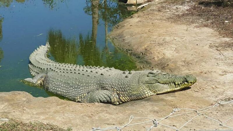 Rockhampton: Koorana Crocodile Farm Guided Tour - Final Thoughts  