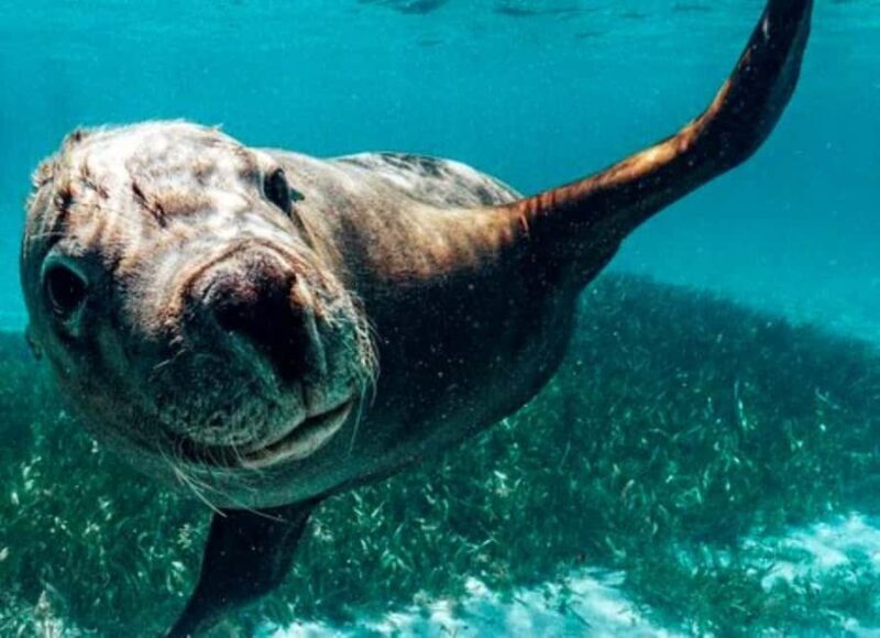 Rockingham: 3 Island Wildlife Snorkeling Cruise with Lunch - Good To Know