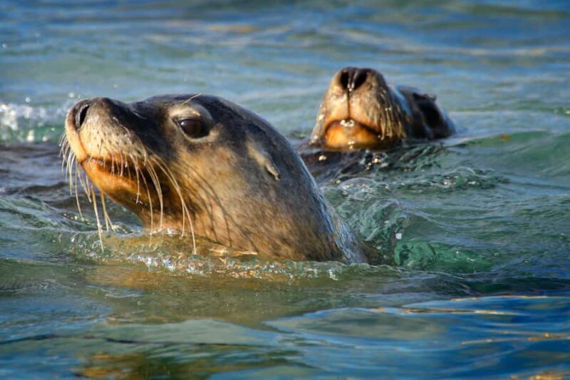 Rockingham: 3 Island Wildlife Snorkeling Cruise with Lunch - The Experience in Detail: What to Expect on the Tour