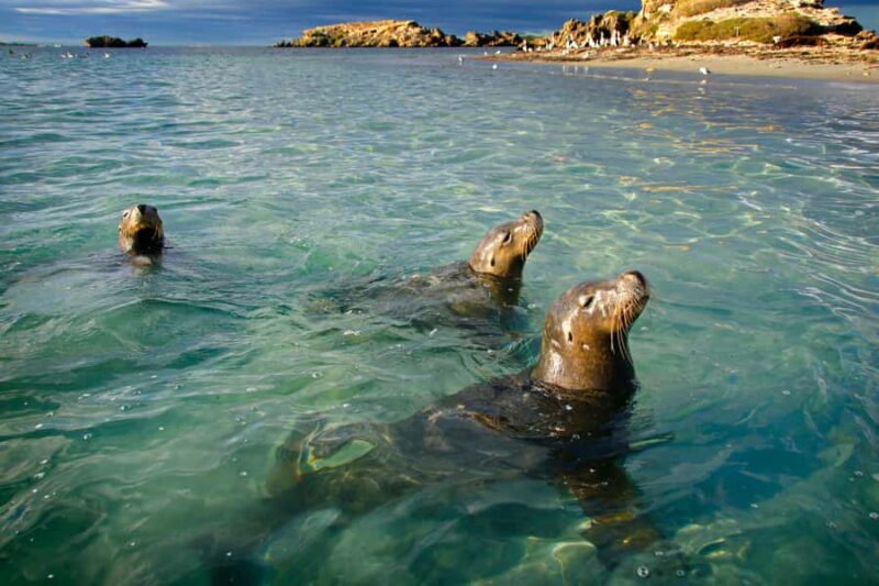 Rockingham: 3 Island Wildlife Snorkeling Cruise with Lunch - Who Should Book This Tour?