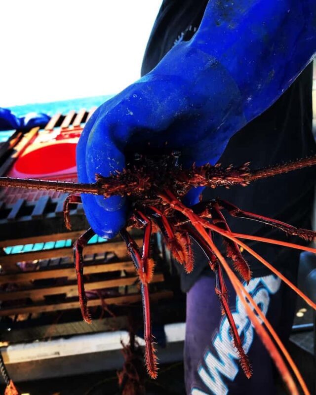 Rockingham: Lobster Catch and Keep Tour with Refreshments - Why This Tour Offers Great Value