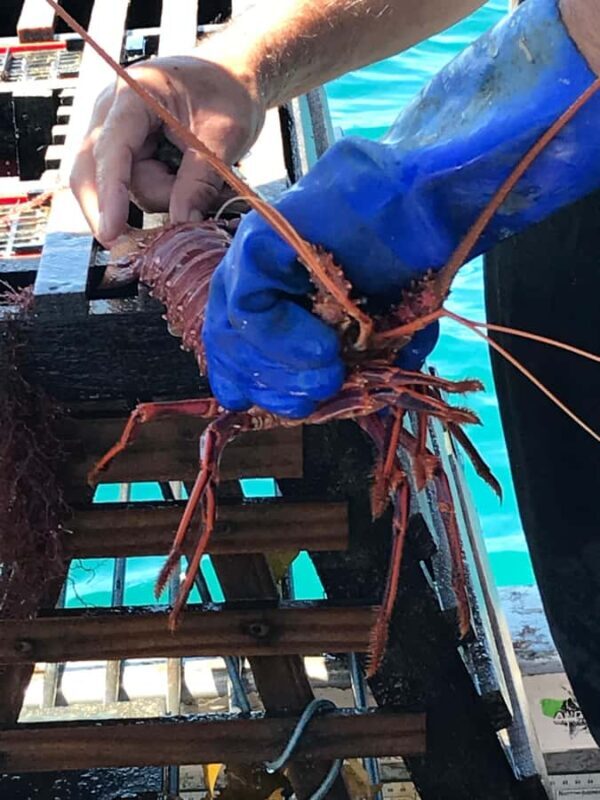 Rockingham: Lobster Catch and Keep Tour with Refreshments - Who Would Love This Experience?