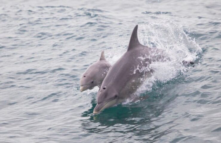 Rockingham: Shoalwater Islands Tour and Penguin Island - About the Activity
