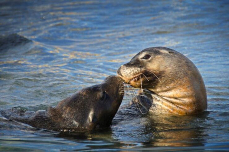 Rockingham: Shoalwater Islands Tour and Penguin Island - Experience Highlights