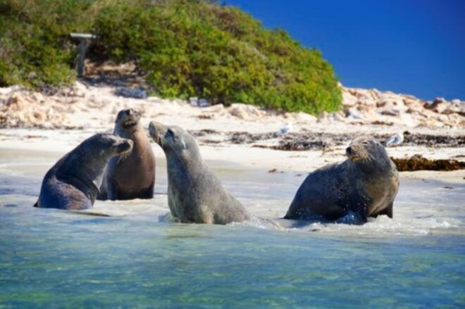 Rockingham: Shoalwater Islands Tour and Penguin Island - Inclusions