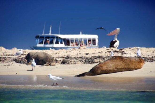 Rockingham: Shoalwater Islands Tour and Penguin Island - Common Questions