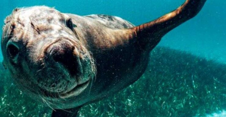 Rockingham: Snorkel Adventure Sightseeing Cruise With Lunch - Activity Information