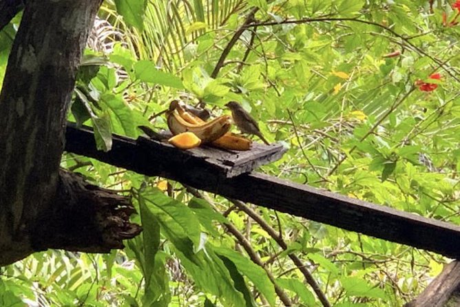 Rockland Bird Sanctuary and Hip-Strip Shopping - Travel Details and Pricing Information