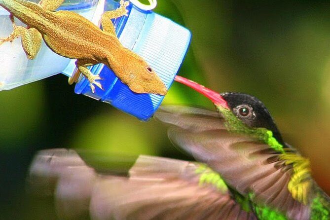 Rockland's Bird Sanctuary Tour from Montego Bay/ Falmouth - FAQ