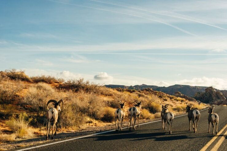 Rocky Mountain National Park: Driving Audio Tour App - Tour Information