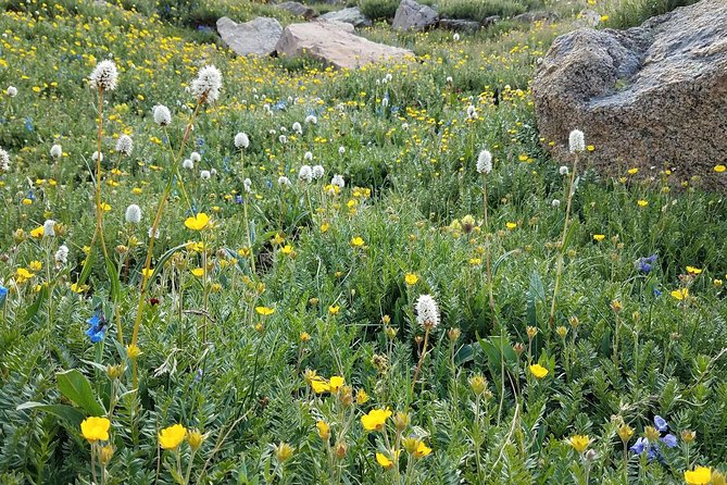 Rocky Mountain National Park in Summer Tour From Denver - Traveler Photos and Reviews
