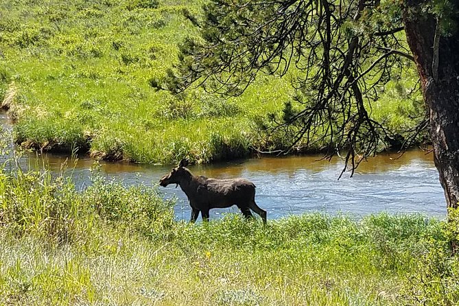 Rocky Mountain National Park in Summer Tour From Denver - Positive Reviews and Recommendations