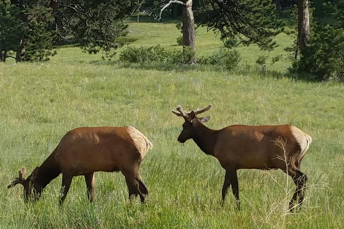 Rocky Mountain National Park in Summer Tour From Denver - Common Questions