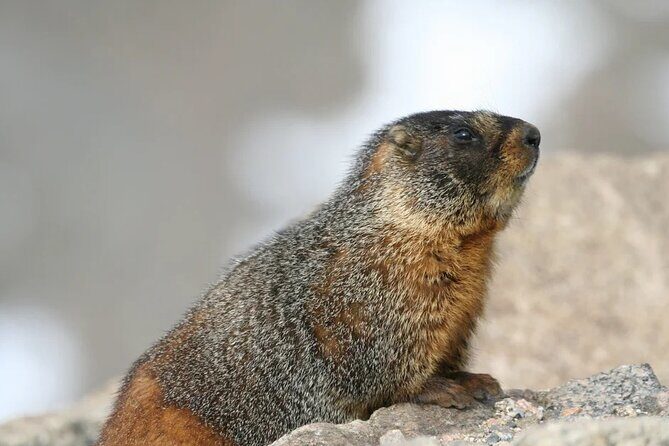 Rocky Mountain National Park The Best of Rocky Tour - Authentic Insights from Reviewers