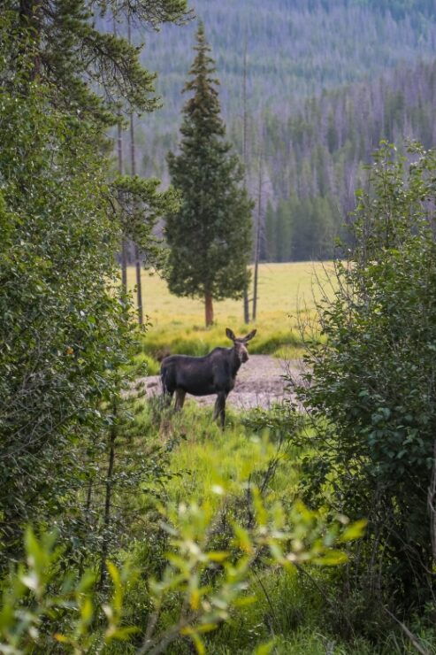 Rocky Mountain: Private Guided Day Tour From Denver/Boulder - Tour Duration and Guide Information