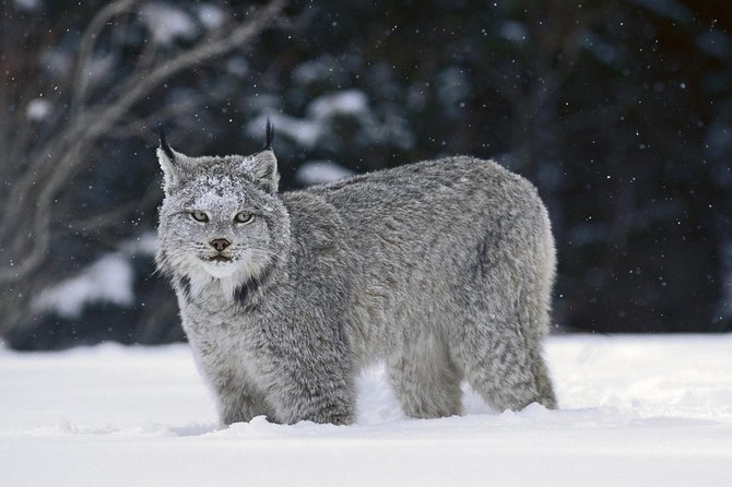 Rocky Mountains: Small-Group Winter Hike From Canmore - Learning About Ecosystems and History