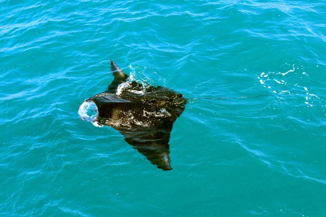 Roebuck Bay Snubfin Dolphin Cruise - Overview and Experience