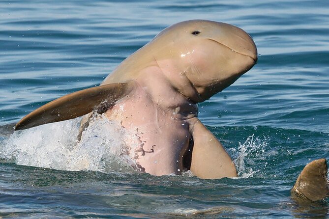 Roebuck Bay Snubfin Dolphin Cruise - Meeting and Pickup