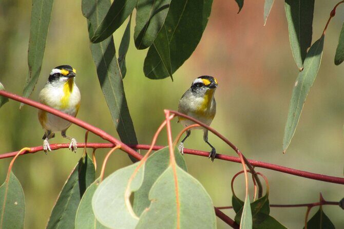 Roma: 1-Hour Birdwatching Nature Trail Walk - Exploring Roma: An Ideal Quick Nature Fix